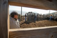 A photo of agricultural workers in Colorado shot through a wooden fence.